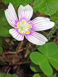 Attēlu rezultāti vaicājumam “Oxalis acetosella”