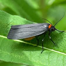 Attēlu rezultāti vaicājumam “Atolmis rubricollis”