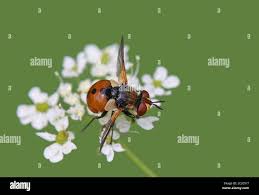 Attēlu rezultāti vaicājumam “Gymnosoma sp.”