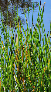 Attēlu rezultāti vaicājumam “Eleocharis palustris”