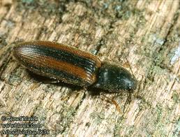 Attēlu rezultāti vaicājumam “Athous sp.”