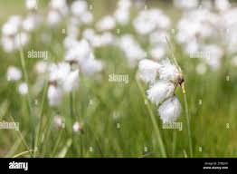 Attēlu rezultāti vaicājumam “Eriophorum gracile fruit”