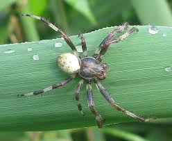Attēlu rezultāti vaicājumam “Araneus marmoreus”