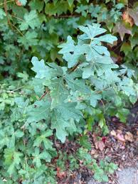 Attēlu rezultāti vaicājumam “Acer campestre”