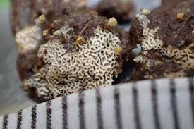 Attēlu rezultāti vaicājumam “Trechispora mollusca”