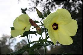 Image result for Abelmoschus moschatus