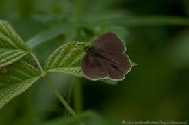 Attēlu rezultāti vaicājumam “Clossiana selene upperside”