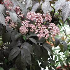 Attēlu rezultāti vaicājumam “Sambucus nigra flower”