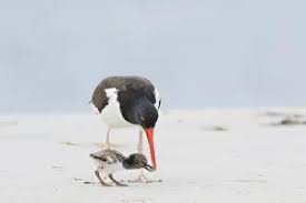 Attēlu rezultāti vaicājumam “Haematopus ostralegus adult”