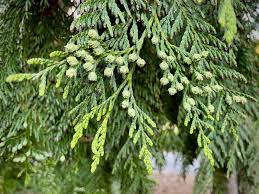 Attēlu rezultāti vaicājumam “Thuja plicata”
