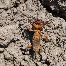 Attēlu rezultāti vaicājumam “Gryllotalpa gryllotalpa”