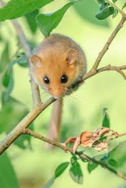 Attēlu rezultāti vaicājumam “Muscardinus avellanarius”