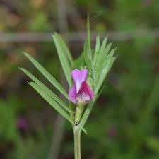 Attēlu rezultāti vaicājumam “Vicia angustifolia leaf”