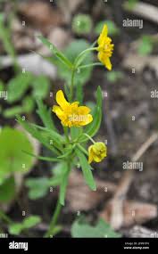 Attēlu rezultāti vaicājumam “Ranunculus cassubicus”