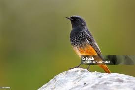 Attēlu rezultāti vaicājumam “Phoenicurus ochruros”