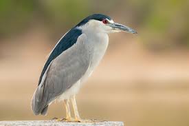 Image result for heron