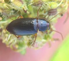 Attēlu rezultāti vaicājumam “Ctenicera pectinicornis male”