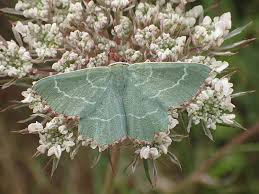 Attēlu rezultāti vaicājumam “Thalera fimbrialis”