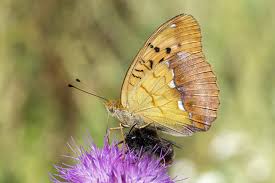 Attēlu rezultāti vaicājumam “Argynnis laodice”