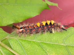 Attēlu rezultāti vaicājumam “Orgyia antiqua imago”