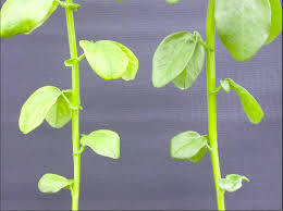 Attēlu rezultāti vaicājumam “Vicia faba leaf”