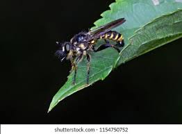 Attēlu rezultāti vaicājumam “Choerades sp.”