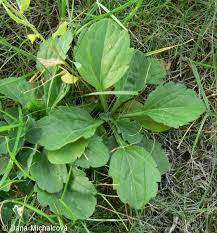 Attēlu rezultāti vaicājumam “Erigeron annuus leaf”
