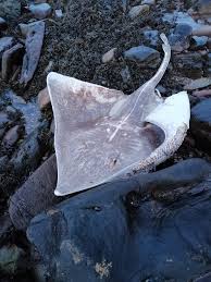 Image result for Dipturus intermedius