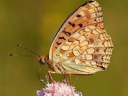 Attēlu rezultāti vaicājumam “Argynnis laodice male”