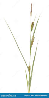 Attēlu rezultāti vaicājumam “Carex hirta female flower”