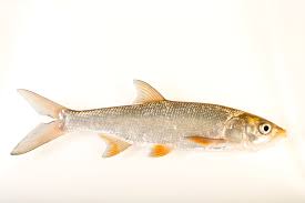 Image result for Aspius aspius