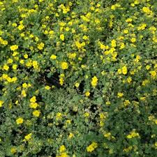 Attēlu rezultāti vaicājumam “Potentilla arenaria bud”