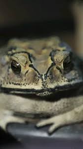 Attēlu rezultāti vaicājumam “Rana temporaria adult”