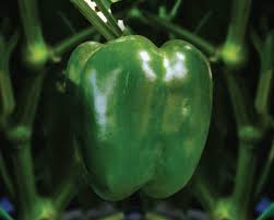 Afbeeldingsresultaat voor yolo wonder sweet pepper