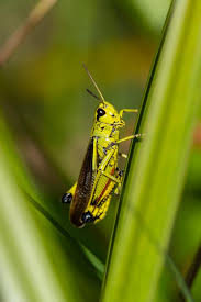 Attēlu rezultāti vaicājumam “Stethophyma grossum”