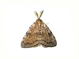 Attēlu rezultāti vaicājumam “Lymantriidae”