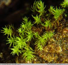 Attēlu rezultāti vaicājumam “Dichodontium pellucidum”