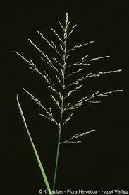 Attēlu rezultāti vaicājumam “Glyceria maxima leaf”