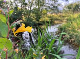Attēlu rezultāti vaicājumam “Impatiens noli-tangere flower”