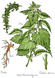 Attēlu rezultāti vaicājumam “Urtica dioica leaf”