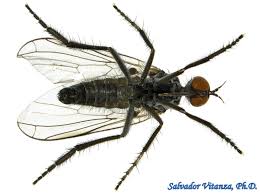 Attēlu rezultāti vaicājumam “Empididae”