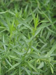 Image result for Artemisia dracunculus