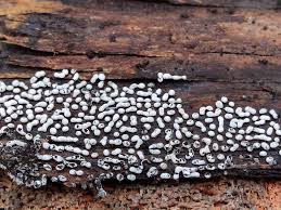 Attēlu rezultāti vaicājumam “Physarum braunianum young”