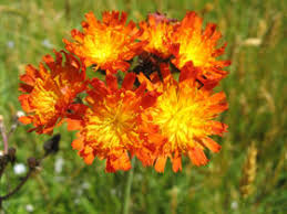 Attēlu rezultāti vaicājumam “Pilosella aurantiaca flower”