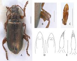 Attēlu rezultāti vaicājumam “Donacia clavipes”