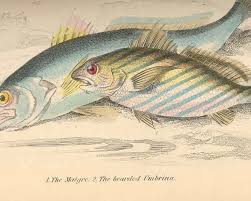 Image result for Umbrina cirrosa