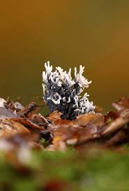 Attēlu rezultāti vaicājumam “Clavulina cinerea”