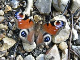 Attēlu rezultāti vaicājumam “Inachis io upperside”