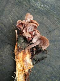 Attēlu rezultāti vaicājumam “Stemonitopsis typhina young”