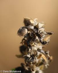 Attēlu rezultāti vaicājumam “Ononis arvensis bud”